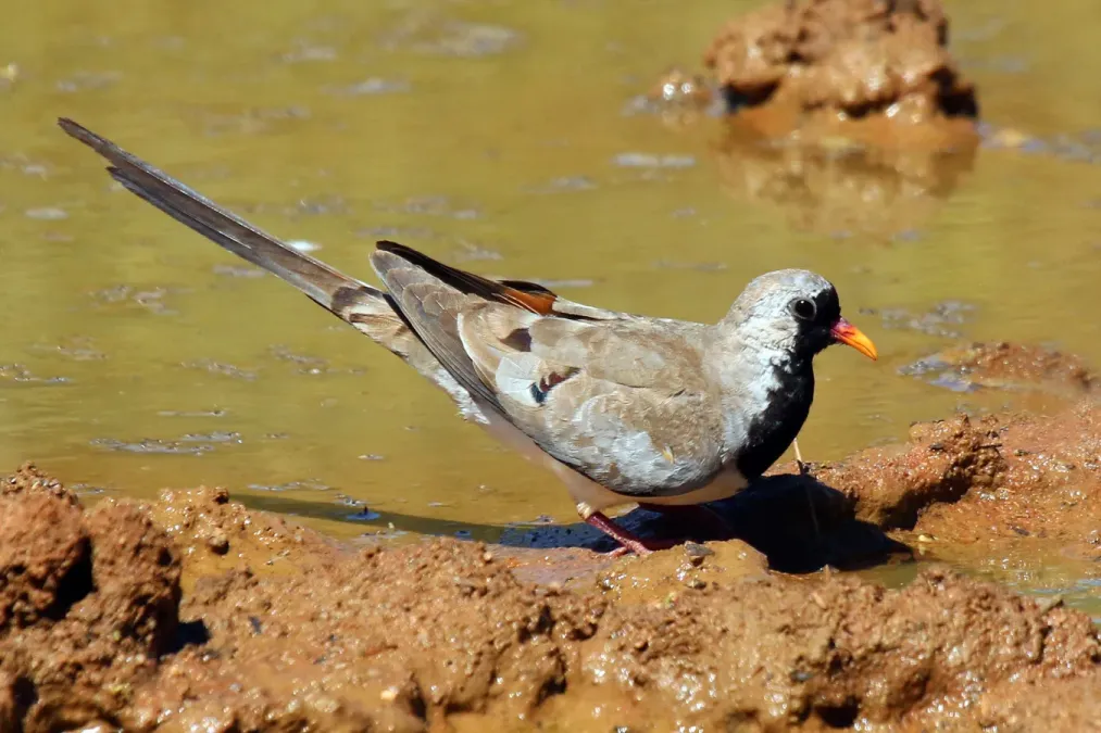 File:Namaqua dove (Oena capensis) male.jpg