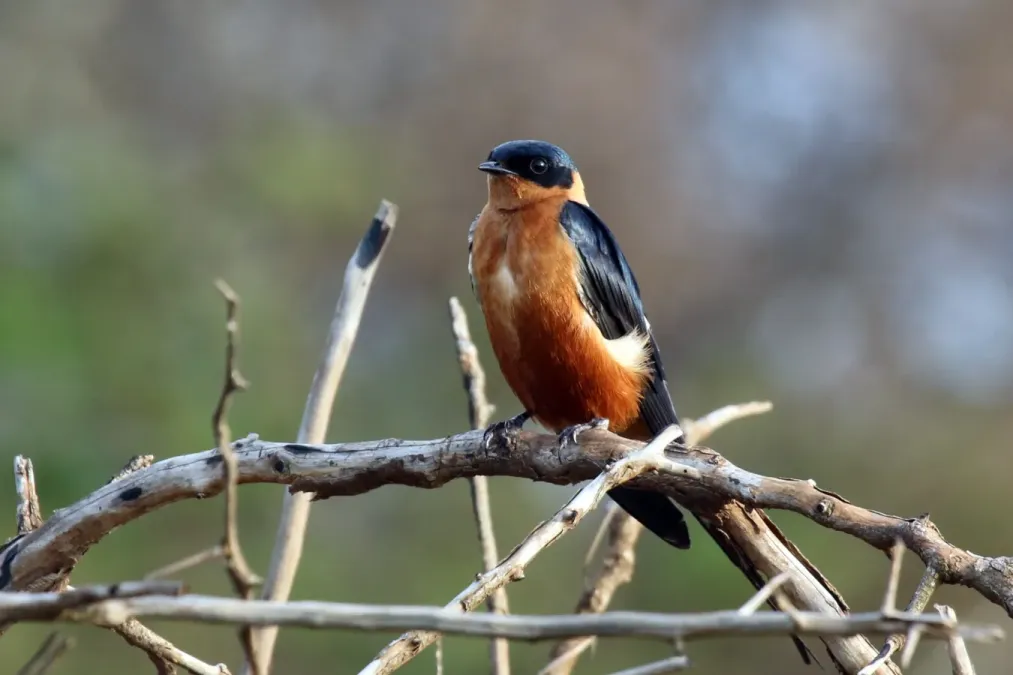 File:Red-breasted swallow (Cecropis semirufa).jpg