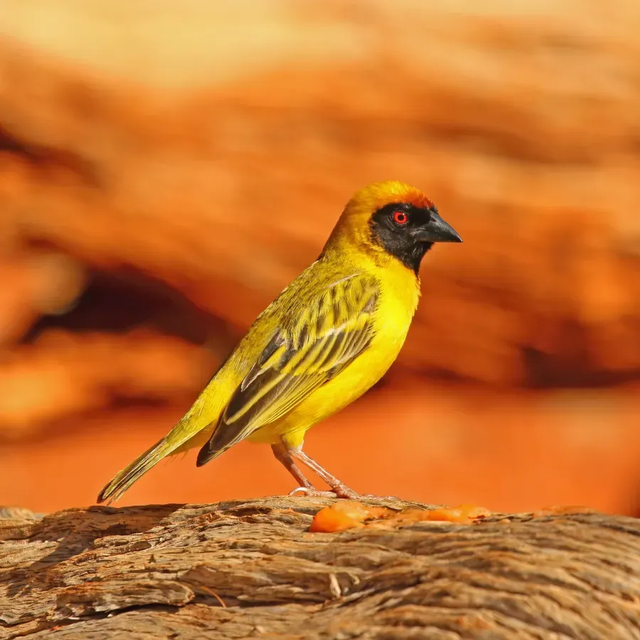File:Southern masked weaver (Ploceus velatus) male.jpg