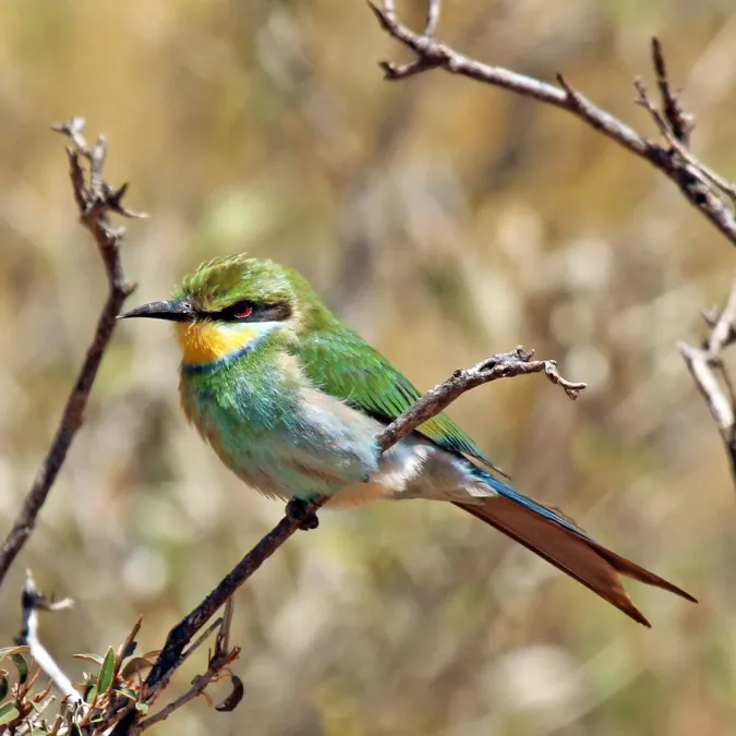 File:Swallow-tailed bee-eater (Merops hirundineus hirundineus).jpg