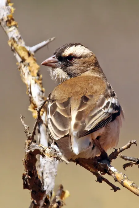 File:White-browed sparrow-weaver (Plocepasser mahali mahali) female.jpg