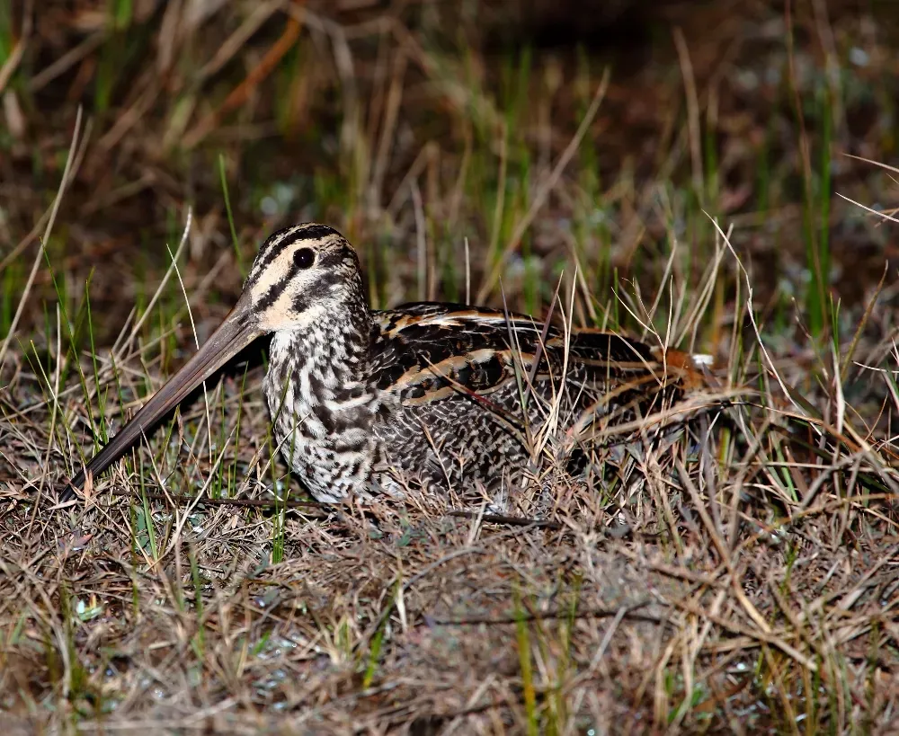 File:Gallinago undulata - Giant Snipe.jpg