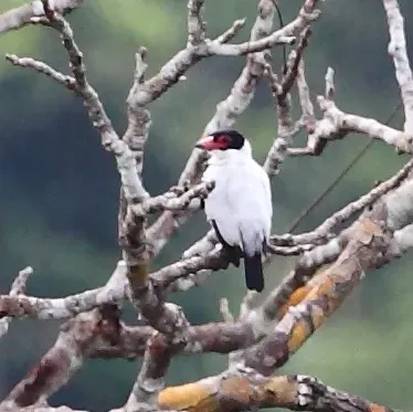 File:Tityra cayana - Black-tailed Tityra (male).JPG