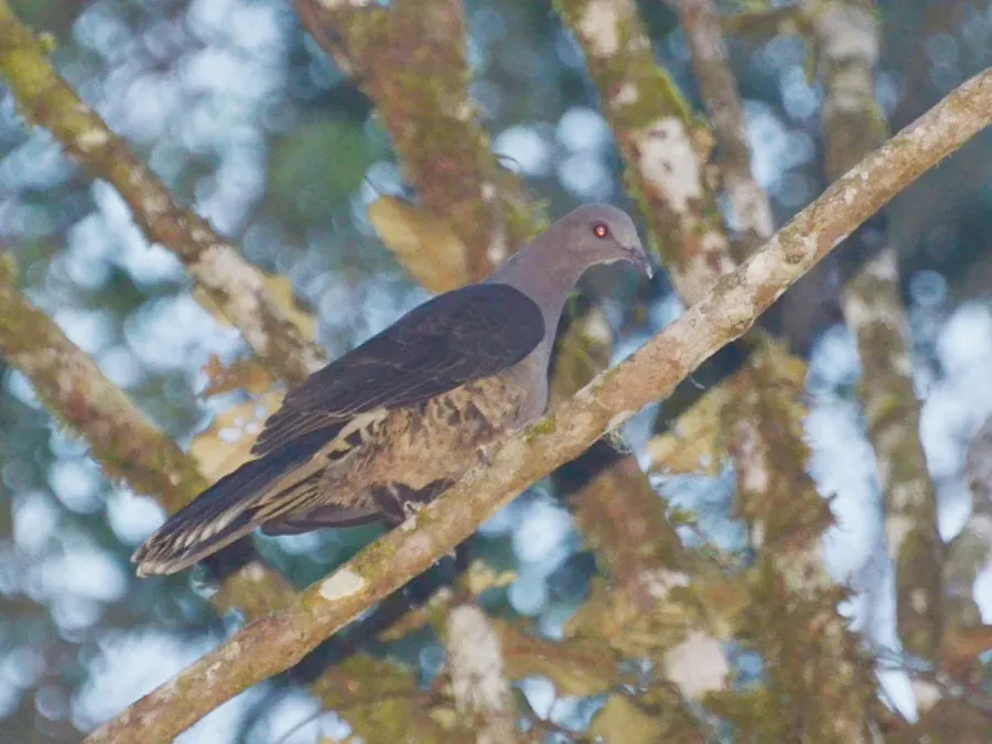 File:Cryptophaps poecilorrhoa.JPG