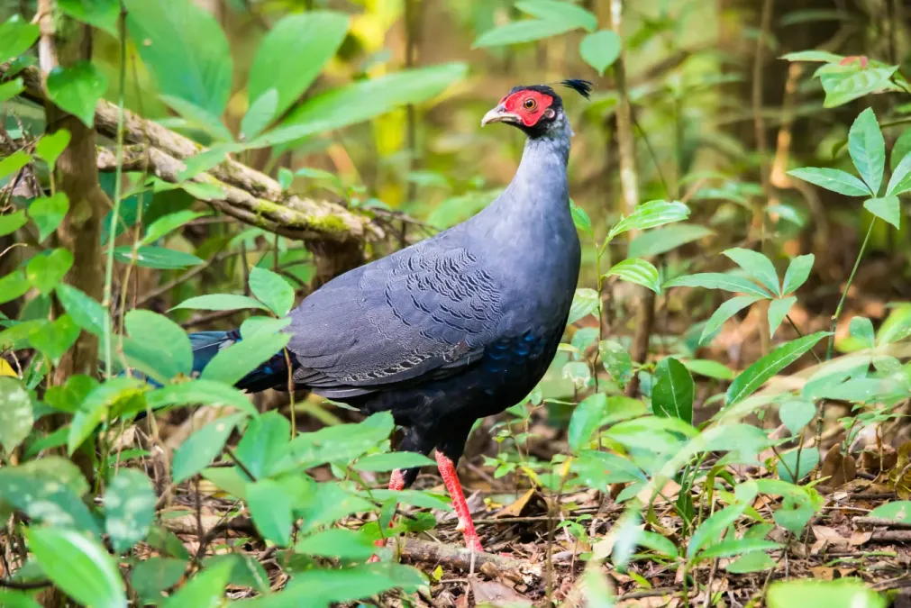 File:Siamese-fireback-Lophura-diardi-khao-yai-national-park.jpg
