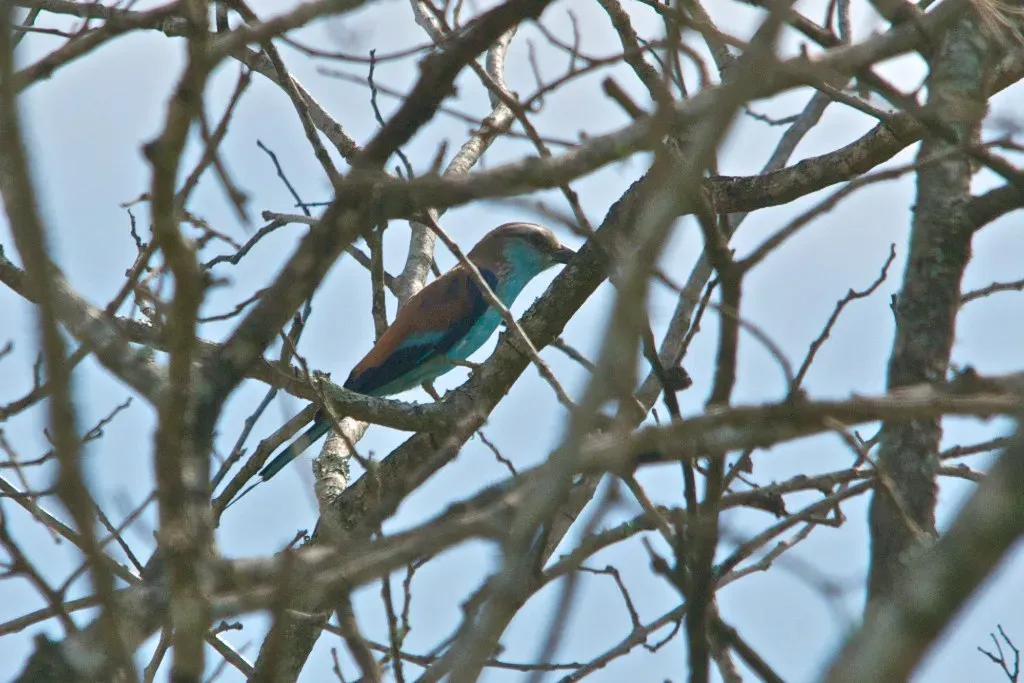 File:Coracias spatulatus, southern Mozambique 2.jpg