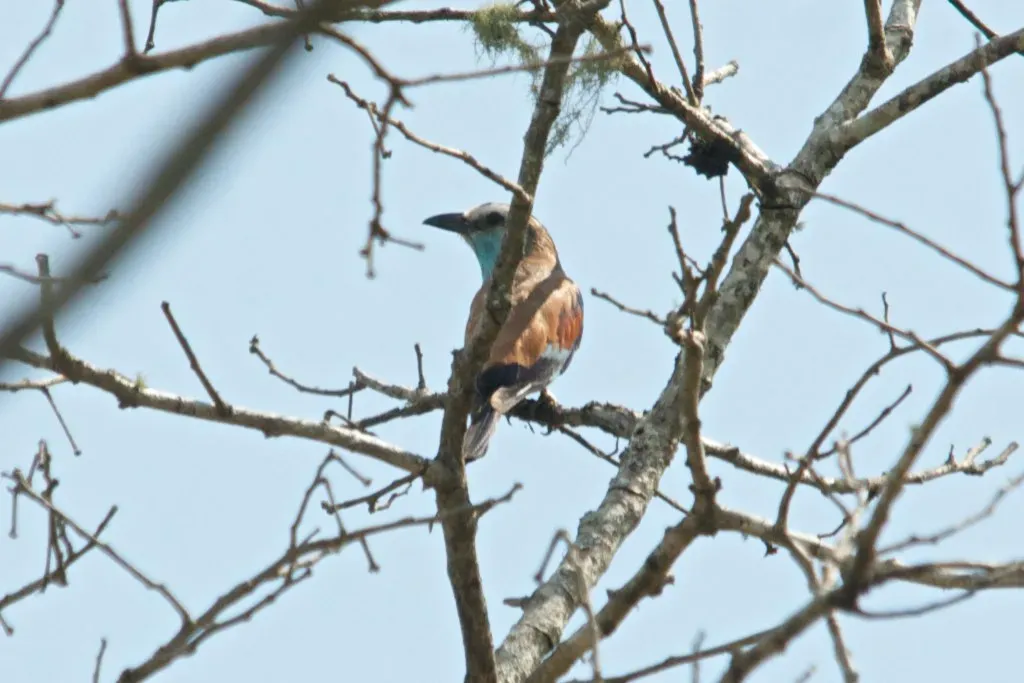 File:Coracias spatulatus, southern Mozambique 3.jpg