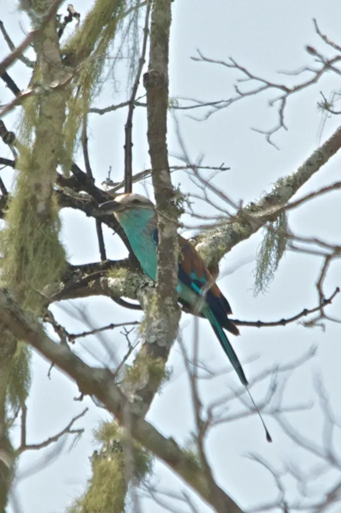 File:Coracias spatulatus, southern Mozambique 4.jpg