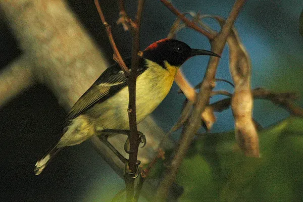 File:Myzomela jugularis.jpg