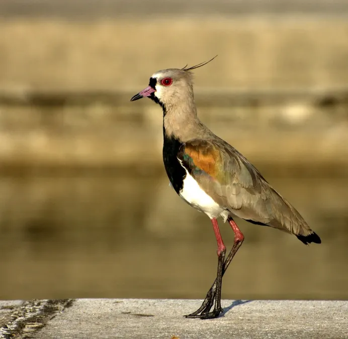 File:Vanellus chilensis (close-up-2).jpg