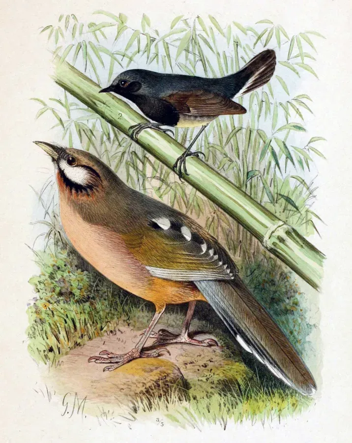 File:Garrulax sukatschewi & Calliope obscura 1891.jpg