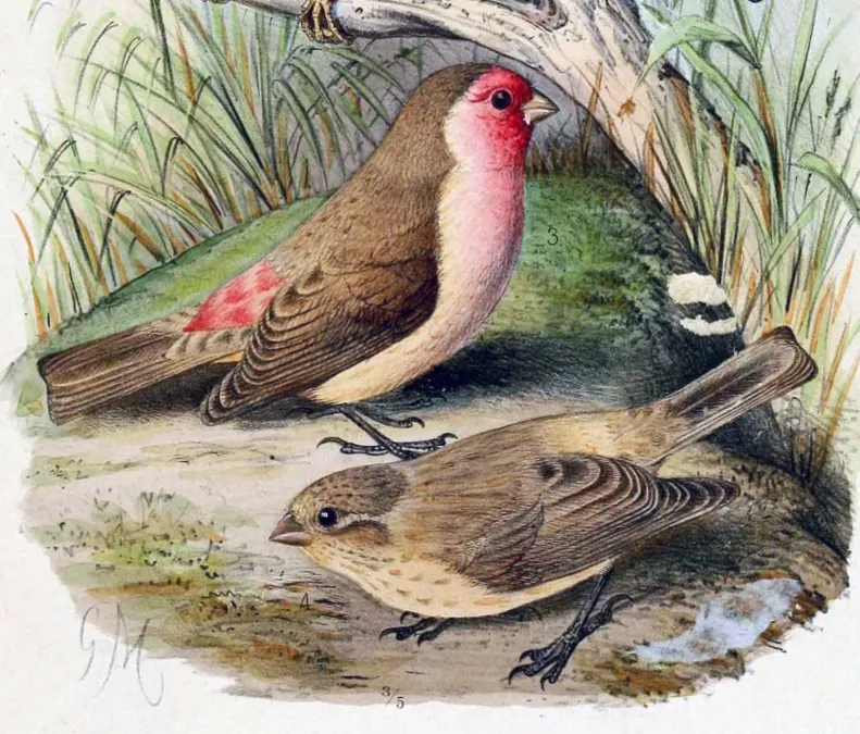 File:Carpodacus stoliczkae 1891.jpg