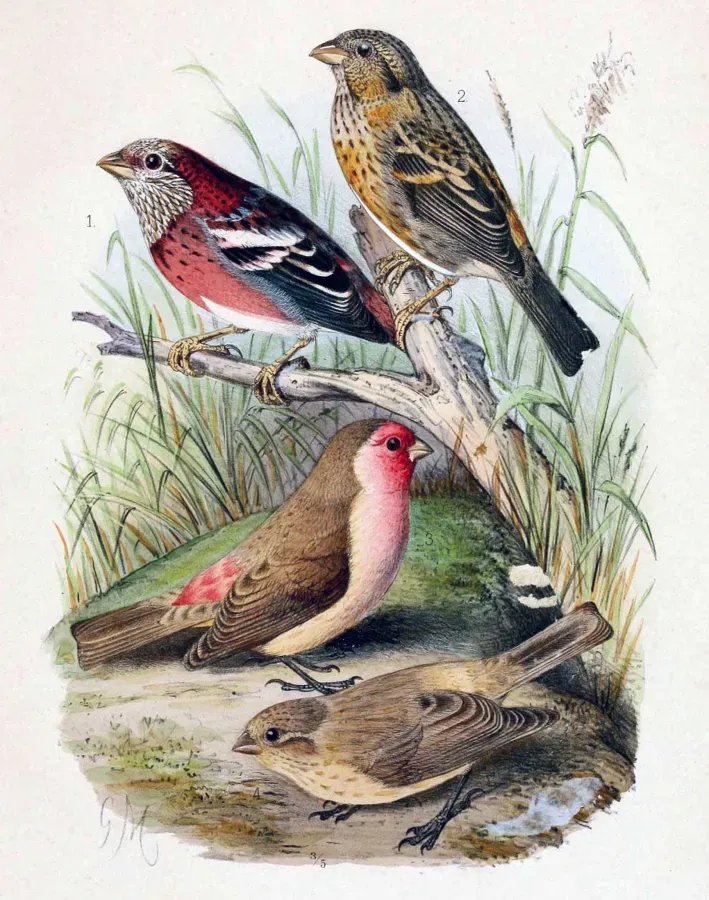 File:Carpodacus trifasciatus & Carpodacus stoliczkae 1891.jpg