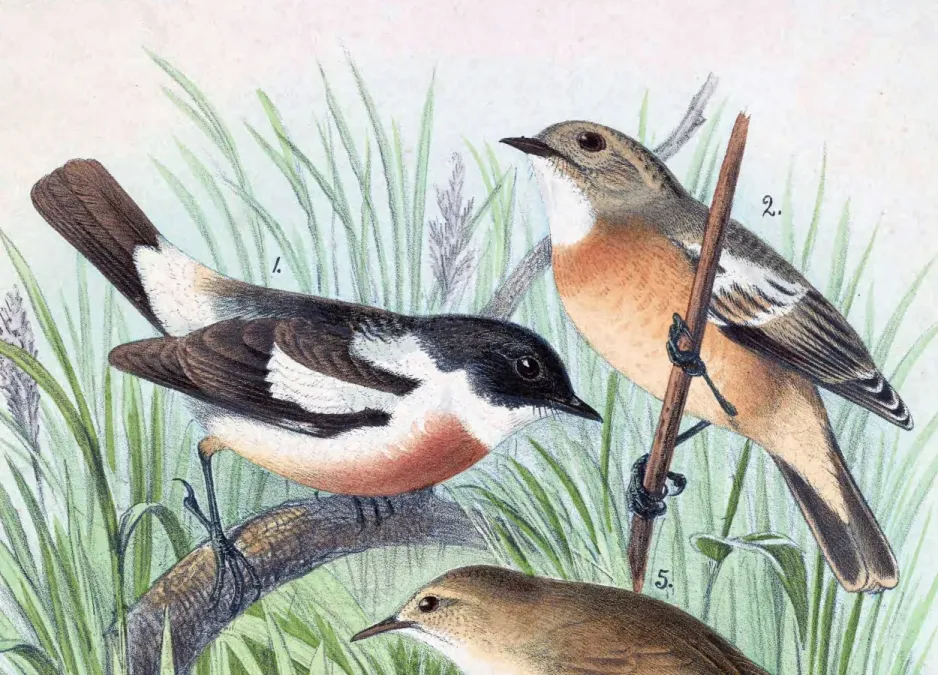 File:Saxicola insignis 1889.jpg