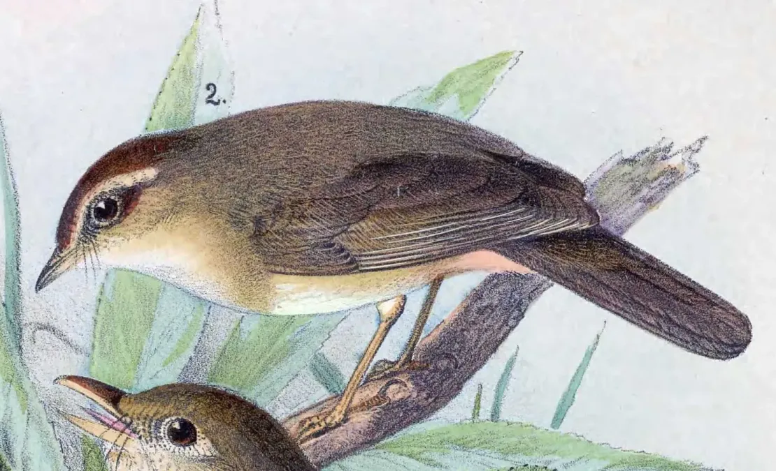 File:Phylloscopus armandii 1889.jpg