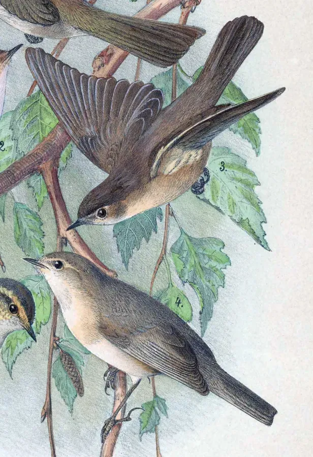 File:Phylloscopus sindianus 1889.jpg