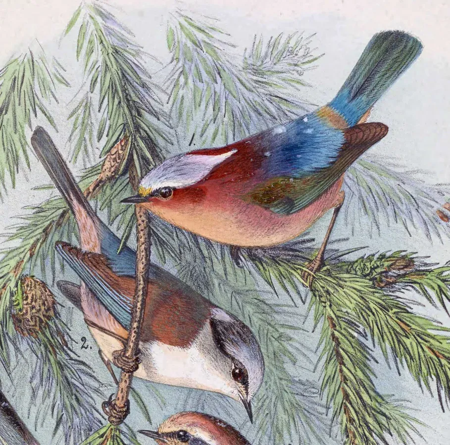 File:Leptopoecile elegans elegans 1889.jpg