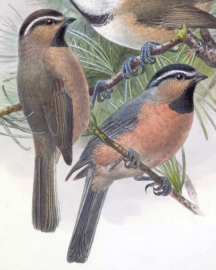 File:Poecile superciliosus 1889.jpg