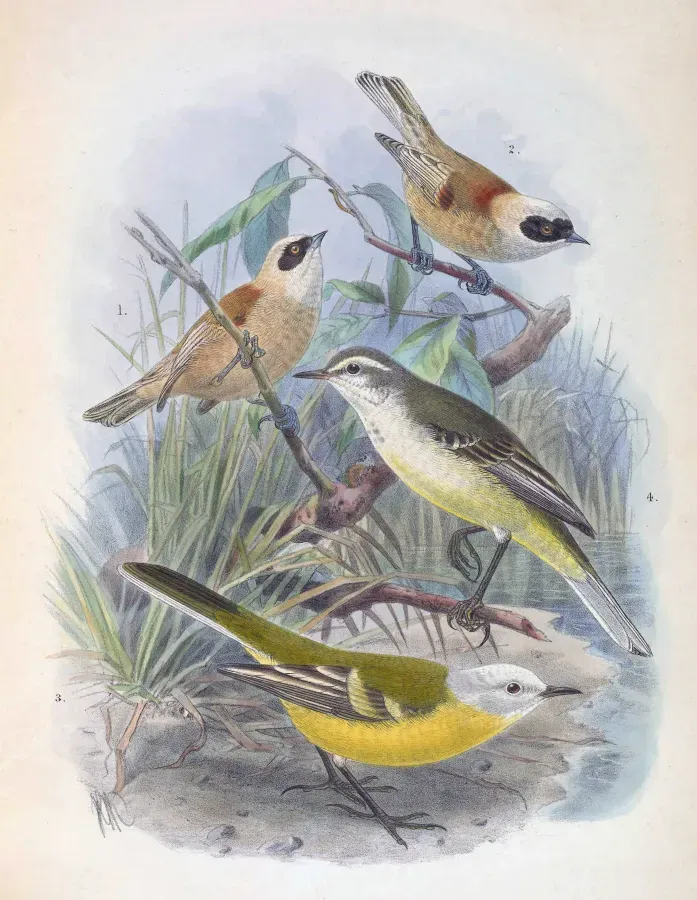 File:Remiz coronatus stoliczkae & Motacilla flava leucocephala 1889.jpg