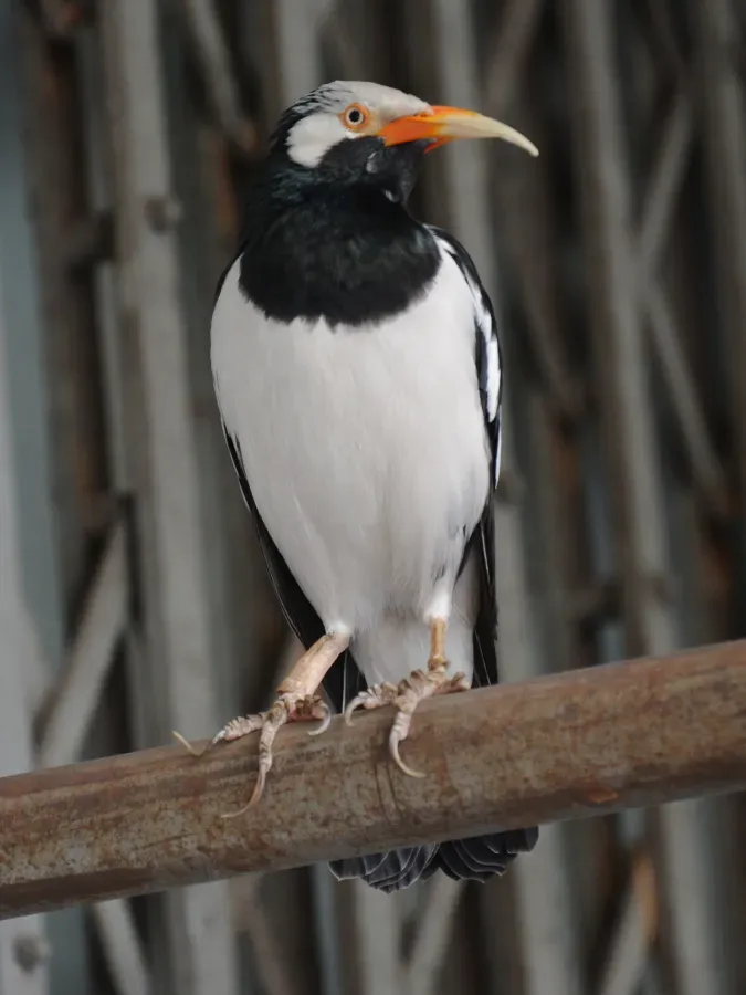 File:Asian Pied Starling Gracupica contra floweri.JPG