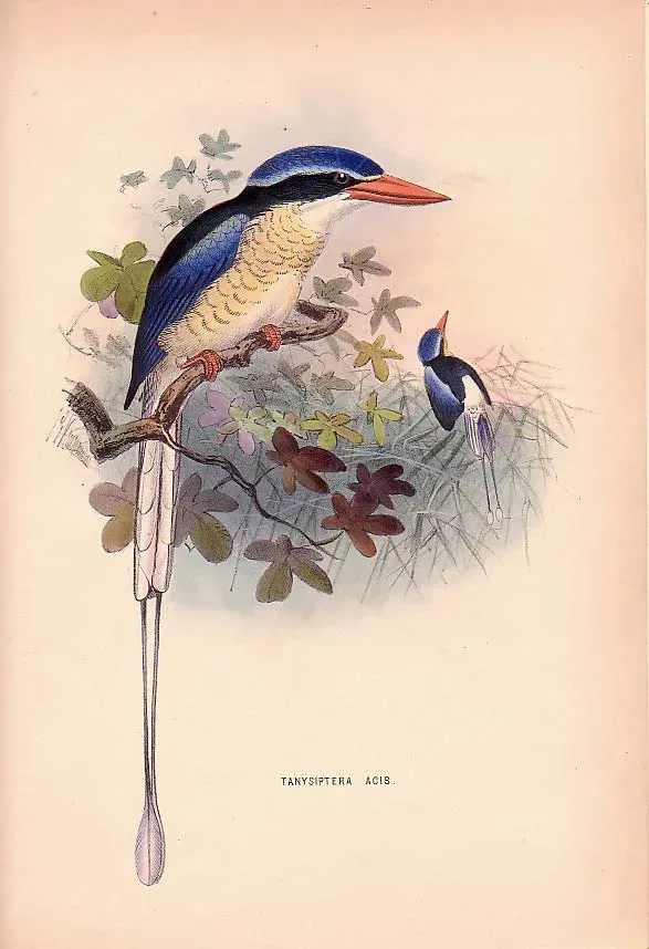 File:Tanysiptera galatea acis.jpg