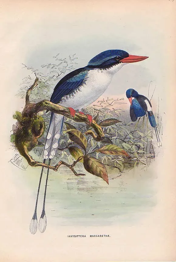 File:Tanysiptera galatea margarethae.jpg