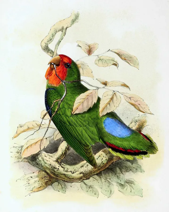 File:Agapornis pullarius 1869.jpg