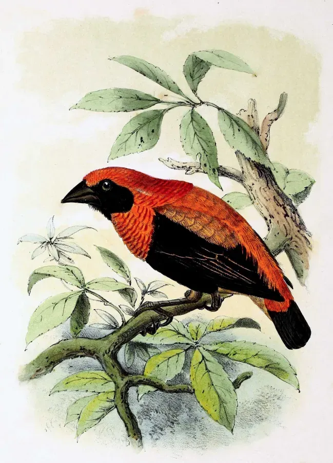 File:Euplectes hordeaceus 1873.jpg