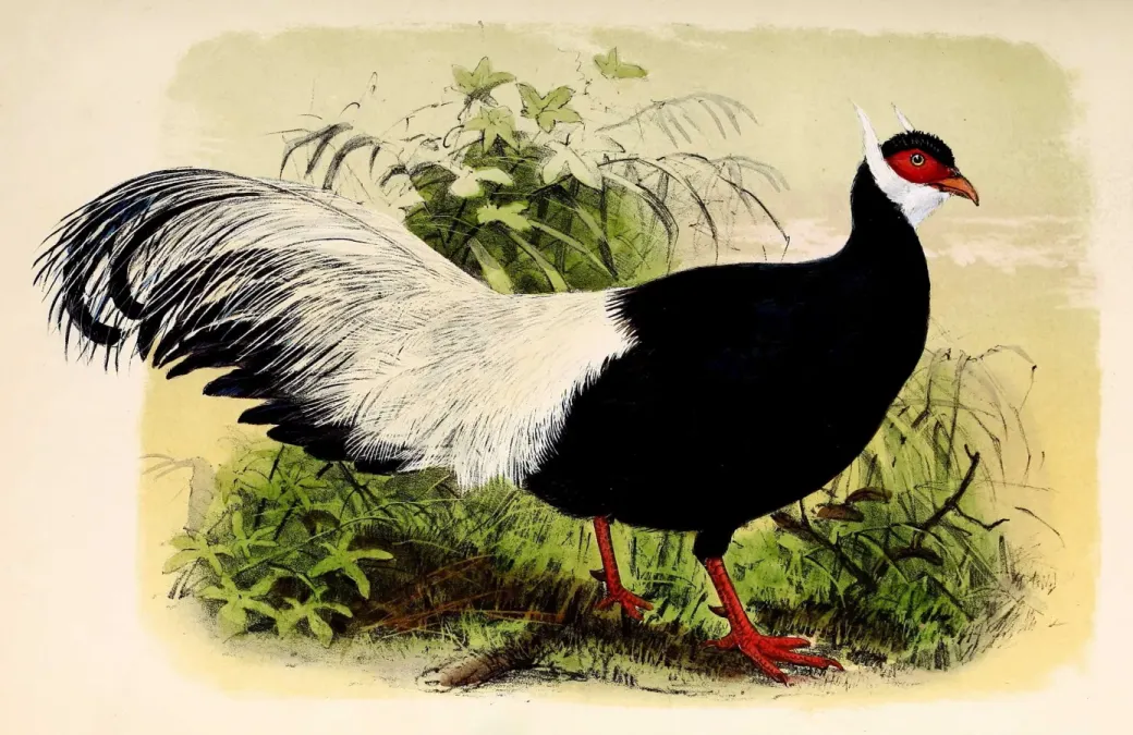 File:Crossoptilon auritum 1873.jpg