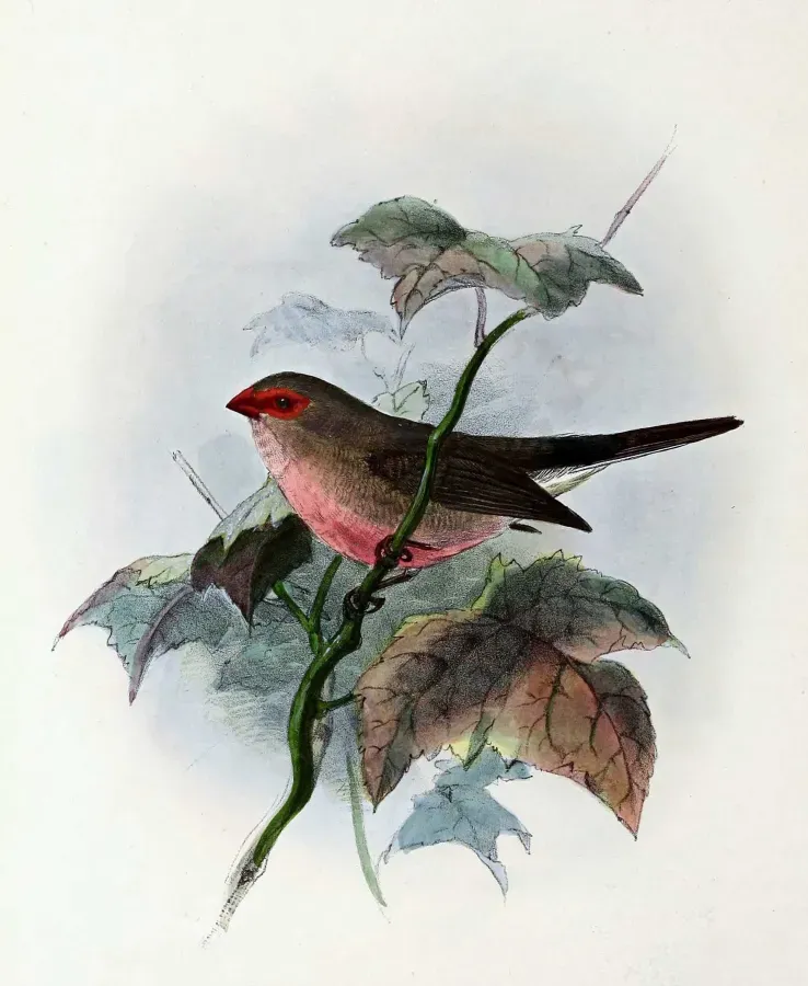 File:Estrilda troglodytes 1876.jpg
