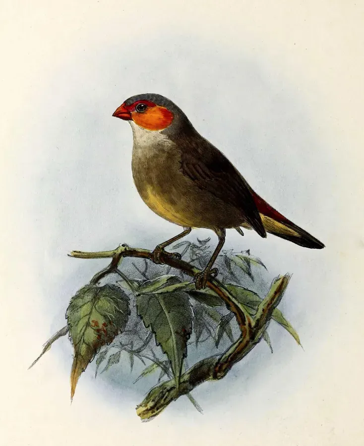 File:Estrilda melpoda 1876.jpg