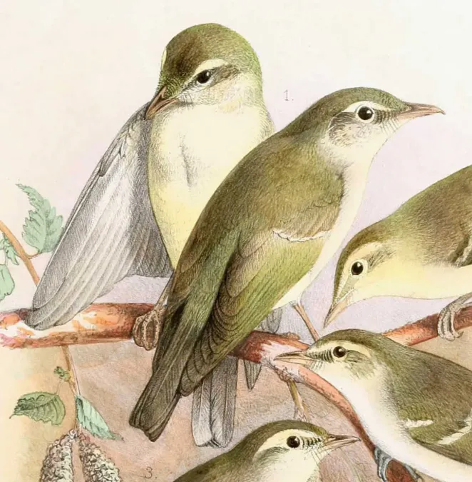 File:Phylloscopus xanthodryas 1889.jpg