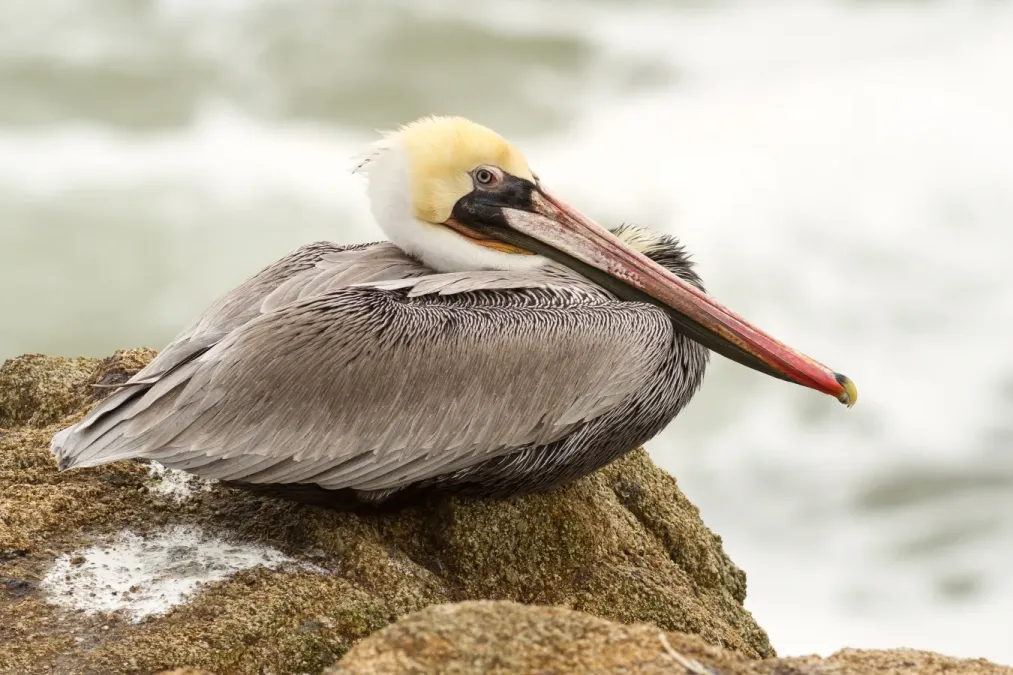 File:Pelecanus occidentalis at Bodega Head.jpg