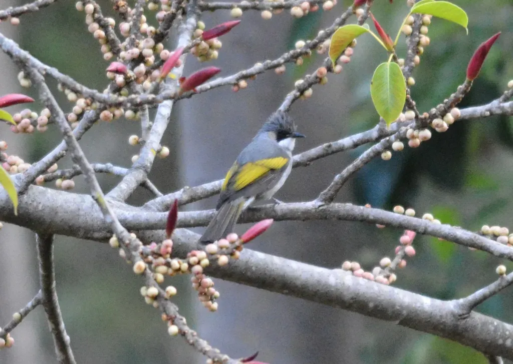File:Ashy Bulbul Hemixos flavala Mizoram by Raju Kasambe DSC 6924 (4).JPG