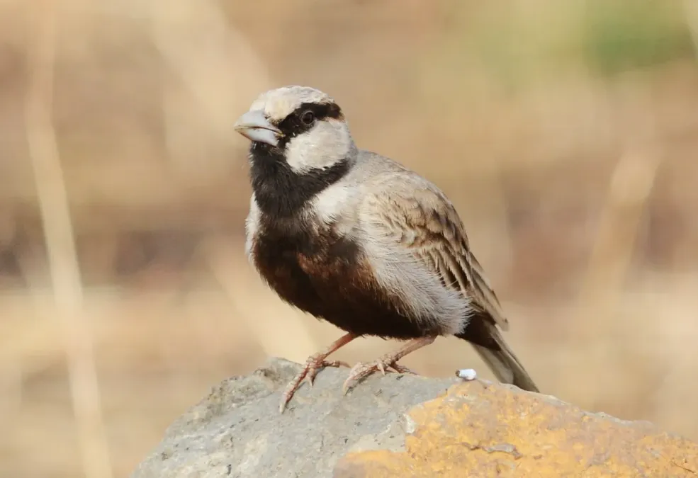 File:Ashy-crowned Sparrow Lark Eremopterix griseus Male DSC 1571 (11).JPG