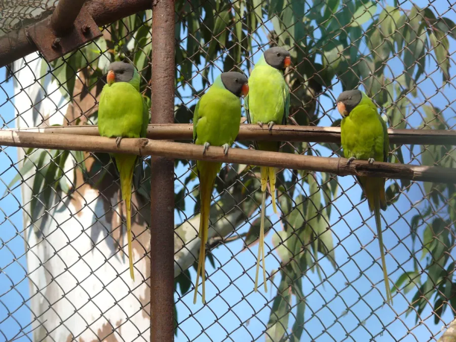 File:Finsch's Parakeet Psittacula finschii by Dr Raju Kasambe (2).JPG
