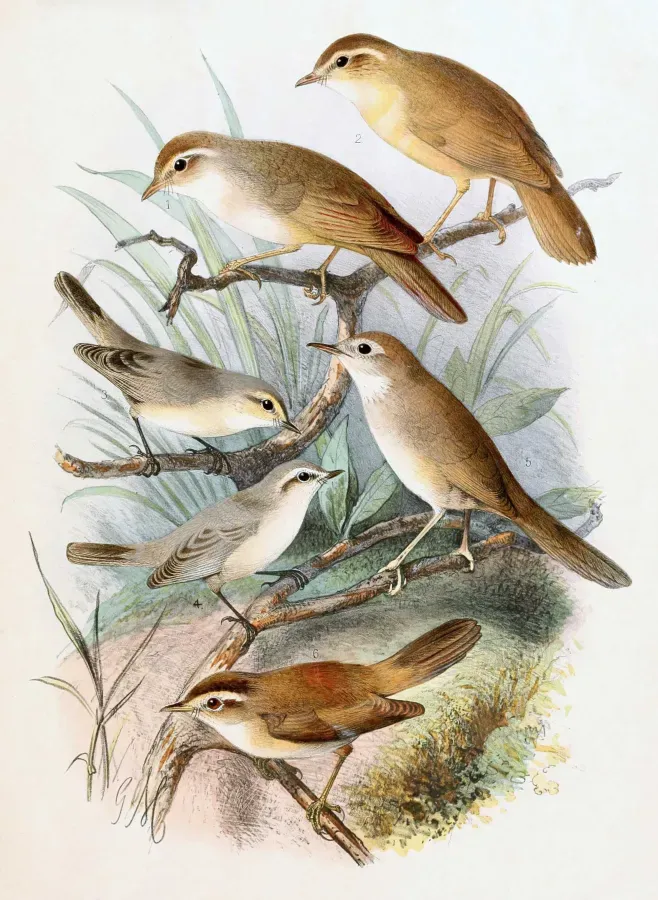 File:Phylloscopus schwarzi & Phylloscopus neglectus & Locustella luteoventris & Acrocephalus bistrigiceps 1889.jpg