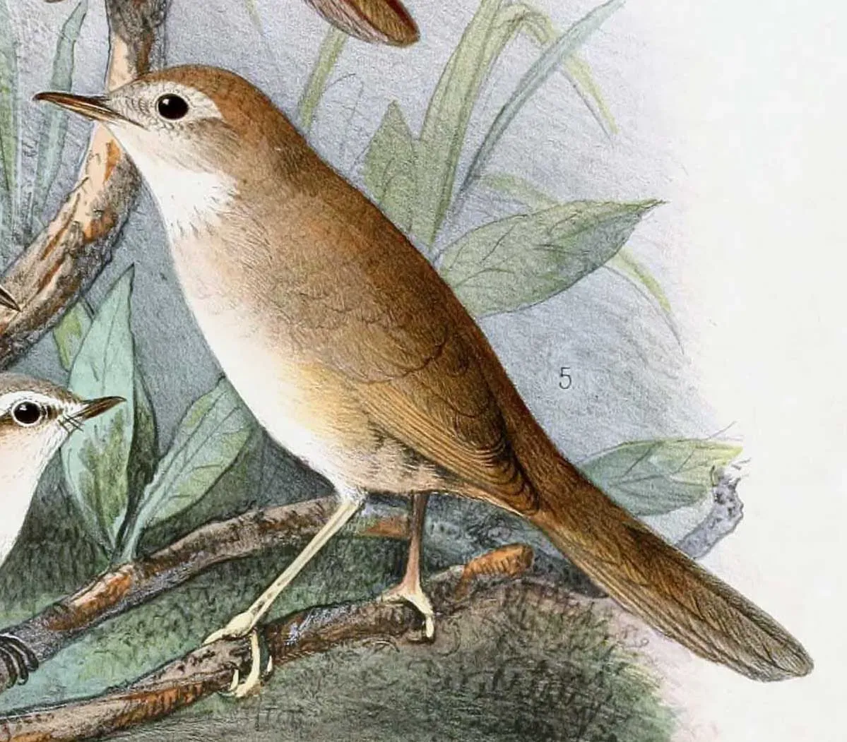 File:Locustella luteoventris 1889.jpg