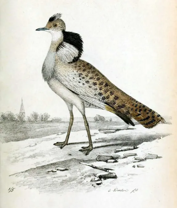 File:Chlamydotis macqueenii 1856.jpg