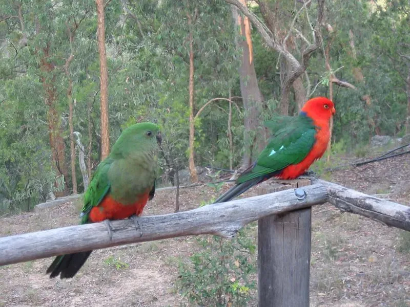 File:Alisterus scapularis - Australian King Parrot pair.jpg