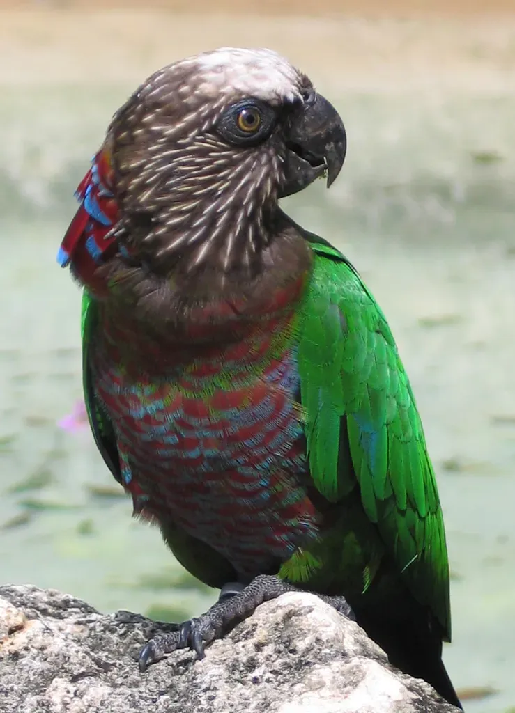 File:Deroptyus accipitrinus or Red-fan Parrot on ground.jpg