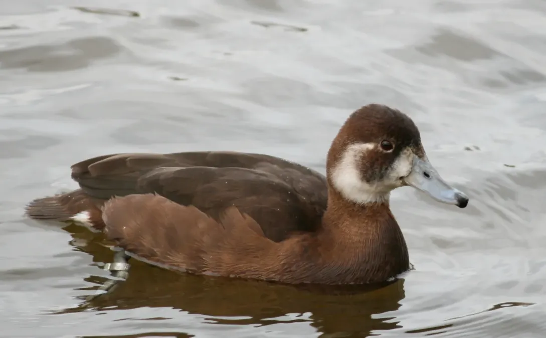 File:Netta erythrophthalma Germany01.jpg