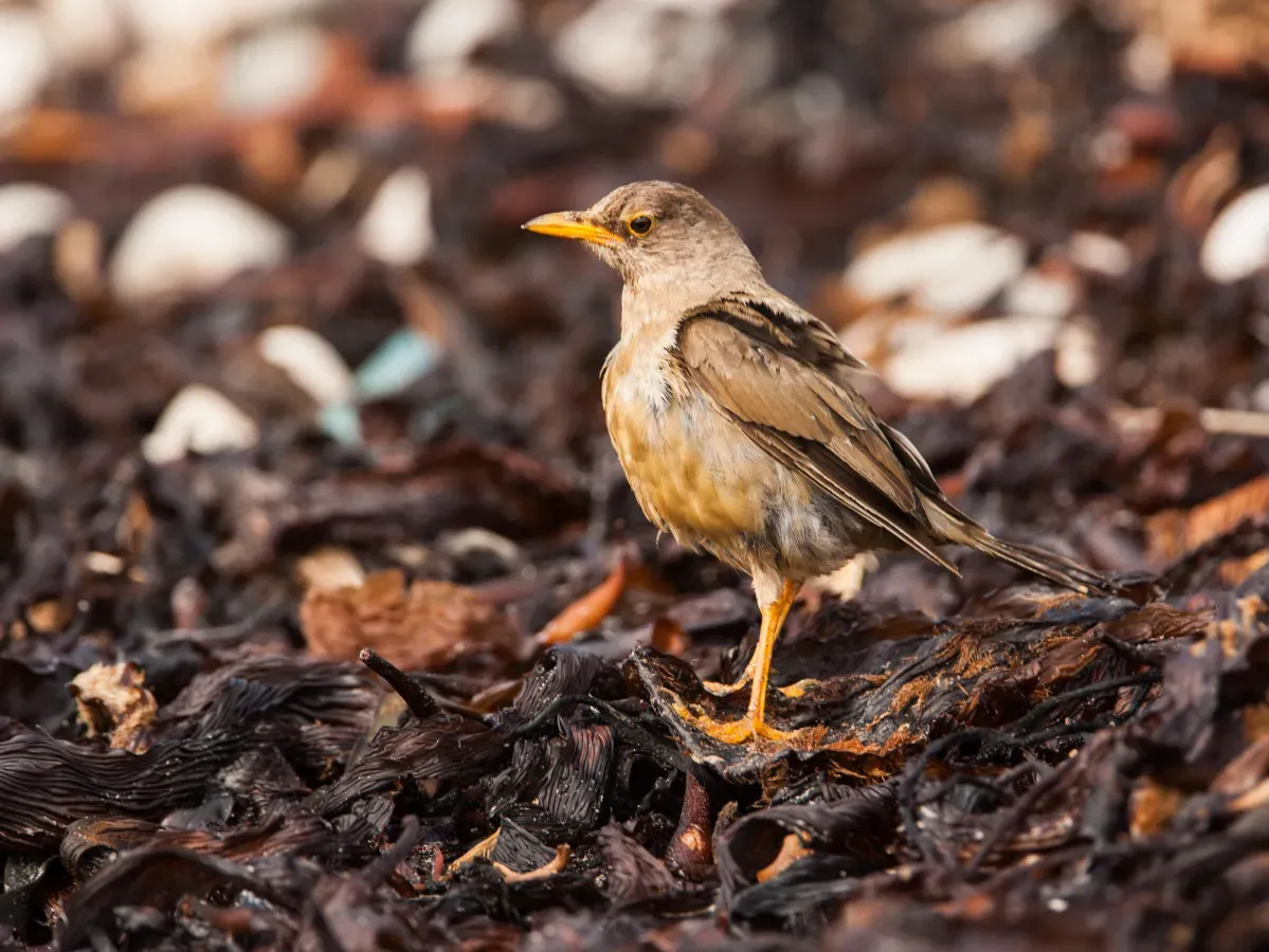 File:Austral Thrush Turdus falcklandii falcklandii, Carcass Island, Falkland Islands 1.jpg