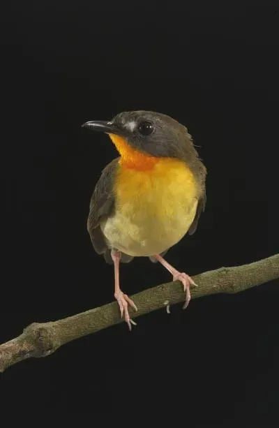 File:Stiphrornis erythrothorax pyrrholaemus, female.jpg