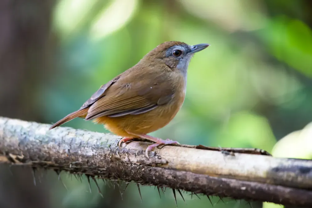 File:Malacocincla-abbotti-abbotts-babbler-khao-yai-national-park.jpg
