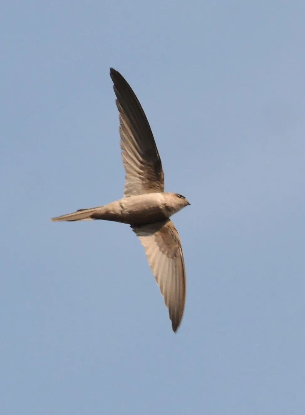File:Asian Palm Swift Cypsiurus balasiensis in flight 01.JPG