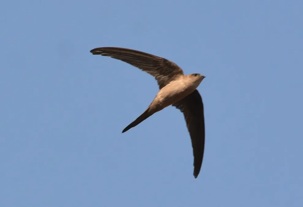 File:Asian Palm Swift Cypsiurus balasiensis in flight 02.JPG