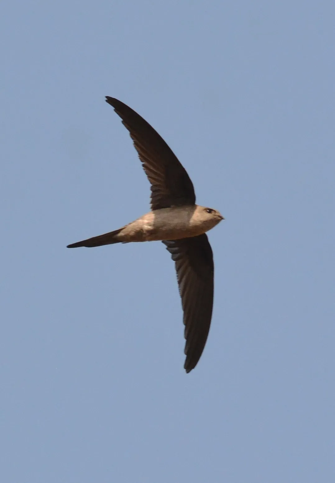 File:Asian Palm Swift Cypsiurus balasiensis in flight 03.JPG