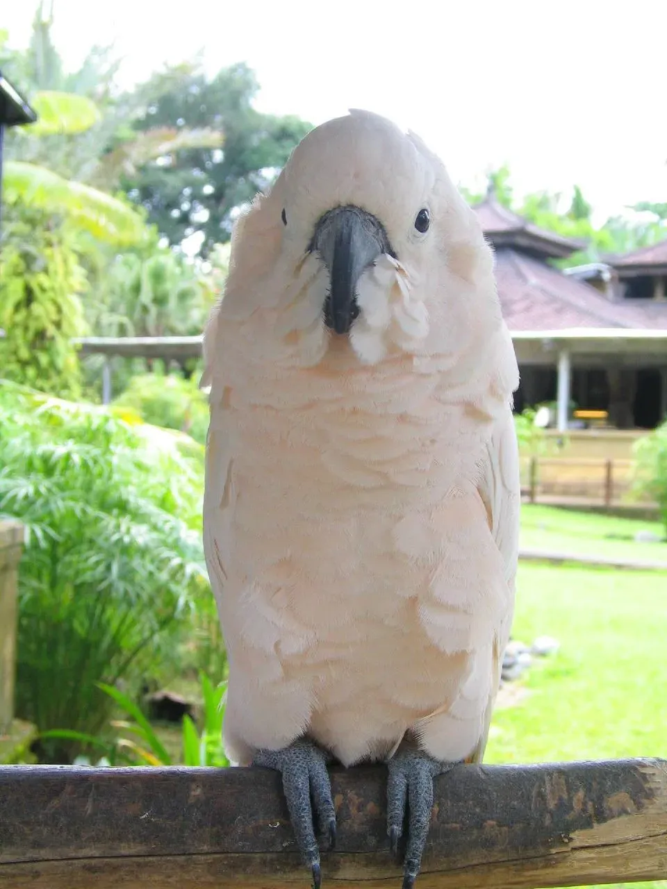 File:Moluccan Cockatoo -Cacatua moluccensis -head to toe.jpg