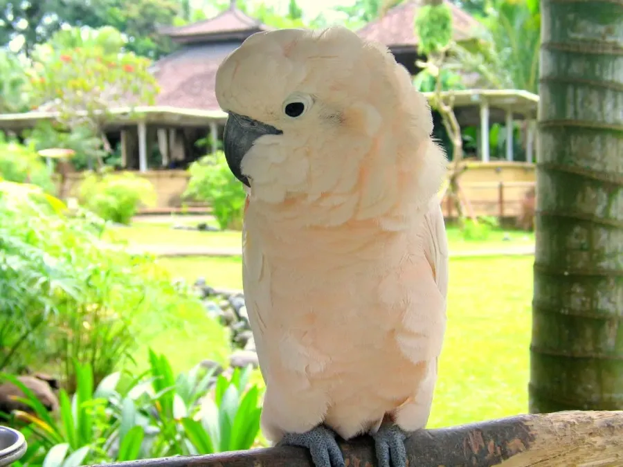 File:Moluccan Cockatoo -Cacatua moluccensis -front2.jpg